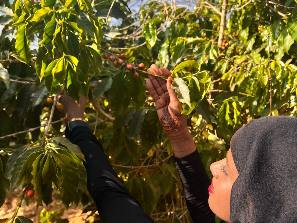 30 years of coffee farming experience globally